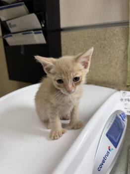 AQUARIUS -  Domestic Short Hair Cat for Adoption in Riverside, California - AQUARIUS | PetCurious