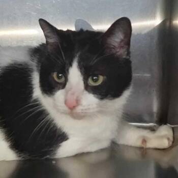 Domestic Short Hair Cats Available for Adoption - Anchor | PetCurious