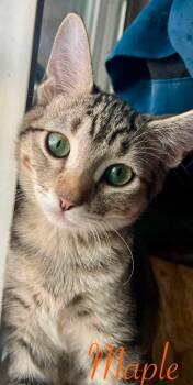 Maple Syrup -  Tabby and Domestic Short Hair Cat for Adoption in Walnut Creek, California - Maple Syrup | PetCurious