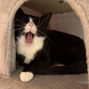 Genovese -  American Shorthair Cat for Adoption in Hartville, Ohio - Genovese | PetCurious
