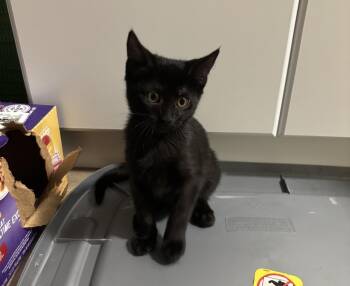 Crow Wiggles -  Domestic Short Hair Cat for Adoption in Chandler, Arizona - Crow Wiggles | PetCurious