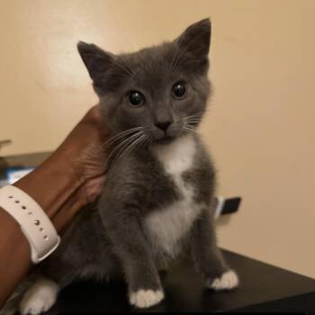 Tre-y - Home to Home -  Domestic Short Hair Cat for Adoption in South Elgin, Illinois - Tre-y - Home To Home | PetCurious