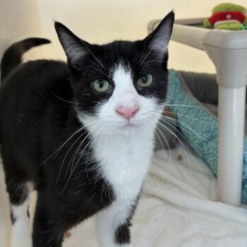 Rescue Domestic Short Hair Cats for Adoption in Harrisonburg, Virginia - Sunglasses | PetCurious