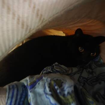 Zora -  Domestic Short Hair Cat for Adoption in Waldorf, Maryland - Zora | PetCurious
