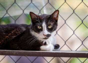 Rescue Domestic Short Hair Cats for Adoption in Folsom, California - Sir | PetCurious