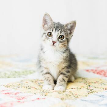 Rescue Domestic Short Hair Cats for Adoption in Saint Paul, Minnesota - Ziva | PetCurious