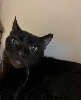 DRAKE -  Domestic Short Hair Cat for Adoption in Thousand Palms, California - DRAKE | PetCurious
