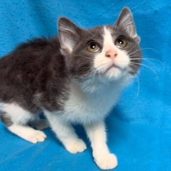 Mr. Meow Meow -  Domestic Short Hair Cat for Adoption in Waterloo, Iowa - Mr. Meow Meow | PetCurious