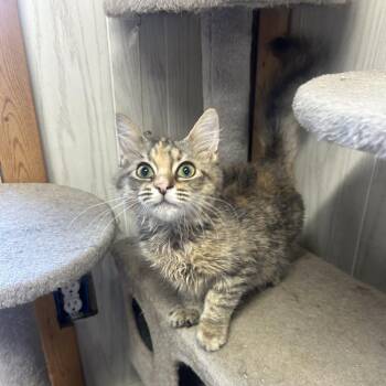 Zoey -  Domestic Medium Hair Cat for Adoption in Emerald Isle, North Carolina - Zoey | PetCurious