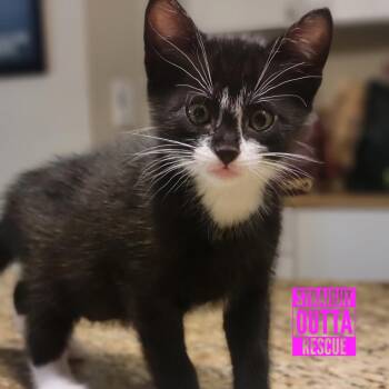 Sherlock -  Domestic Short Hair Cat for Adoption in Vancouver, British Columbia - Sherlock | PetCurious