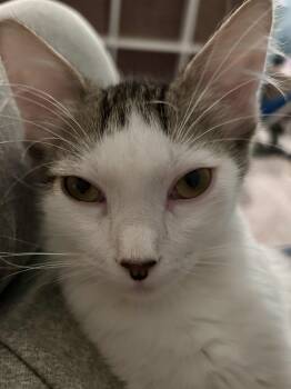 Taylor -  Domestic Short Hair Cat for Adoption in Austin, Texas - Taylor | PetCurious