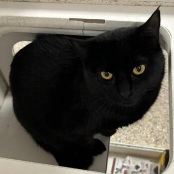 Gizmo -  Domestic Short Hair Cat for Adoption in Cheyenne, Wyoming - Gizmo | PetCurious