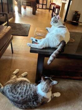 Simon Muffinmaker Bonded With Marshmallow -  Domestic Short Hair Cat for Adoption in Chandler, Arizona - Simon Muffinmaker Bonded With Marshmallow | PetCurious