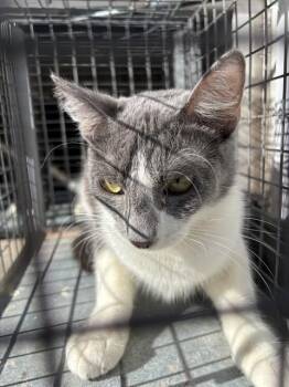 Domestic Short Hair Cats Available for Adoption - SCARFACE | PetCurious