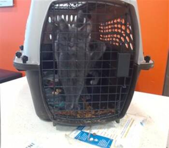 SHADOW -  Domestic Short Hair Cat for Adoption in Louisville, Kentucky - SHADOW | PetCurious