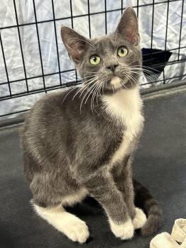 Rescue Tuxedo Cats for Adoption in Lampasas, Texas - Levi | PetCurious