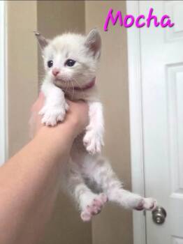 Mocha -  Siamese Cat for Adoption in Anna, Texas - Mocha | PetCurious