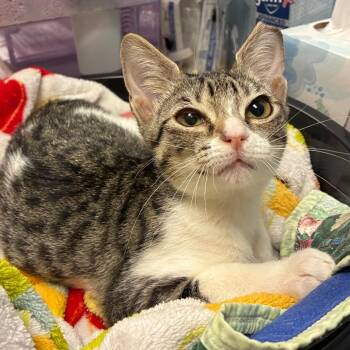 Olivia -  Domestic Short Hair Cat for Adoption in NEW PT RICHEY, Florida - Olivia | PetCurious