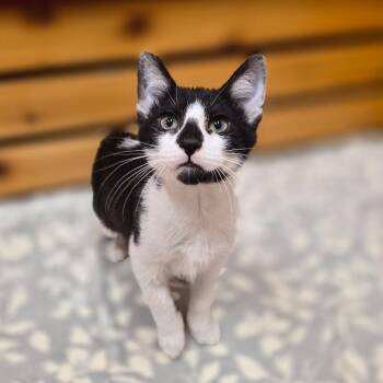 Dior -  Domestic Short Hair and Mixed Breed Cat for Adoption in Woodstock, Illinois - Dior | PetCurious
