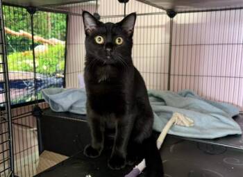 PEPPER -  Domestic Short Hair Cat for Adoption in Charlotte, North Carolina - PEPPER | PetCurious