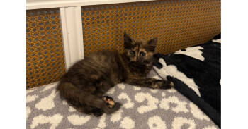 Rescue Domestic Medium Hair and Domestic Short Hair Cats for Adoption in Emerald Isle, North Carolina - Terri | PetCurious