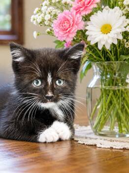 Aidan -  Domestic Medium Hair Cat for Adoption in Hickory, North Carolina - Aidan | PetCurious
