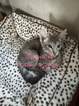 S-sprinkles -  Domestic Short Hair Cat for Adoption in Billings, Montana - S-sprinkles | PetCurious