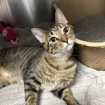 Mr. Tom -  Domestic Short Hair Cat for Adoption in Indianapolis, Indiana - Mr. Tom | PetCurious