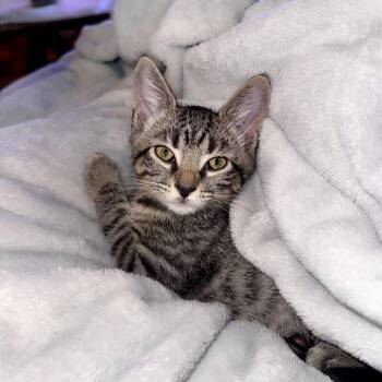 Cappuccino -  Domestic Short Hair Cat for Adoption in Jupiter, Florida - Cappuccino | PetCurious