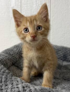 Cheddar -  Domestic Short Hair Cat for Adoption in Victor, New York - Cheddar | PetCurious