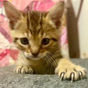 Domestic Short Hair Cats Available for Adoption in Austin, Texas - Hemlock 7 | PetCurious