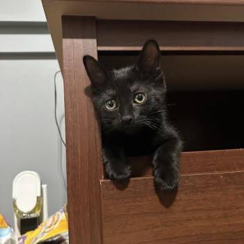 Tinsel -  Domestic Short Hair Cat for Adoption in Dearborn, Michigan - Tinsel | PetCurious