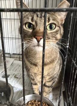 Domestic Short Hair Cats Available for Adoption in Zimmerman, Minnesota - Ebeny | PetCurious