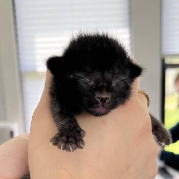 Domestic Short Hair Cats Available for Adoption in Chapel Hill, North Carolina - Moonlight | PetCurious