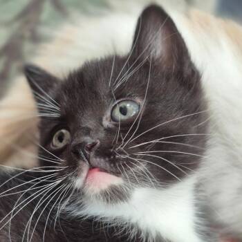 Dartanian -  Domestic Short Hair Cat for Adoption in Idaho Falls, Idaho - Dartanian | PetCurious