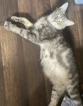 Rescue Domestic Short Hair Cats for Adoption in Homer Glen, Illinois - Milkshake | PetCurious