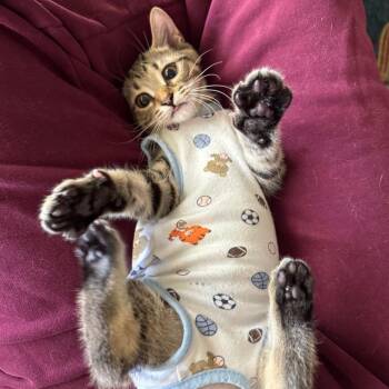 Lo Mein -  Domestic Short Hair Cat for Adoption in Buffalo, New York - Lo Mein | PetCurious