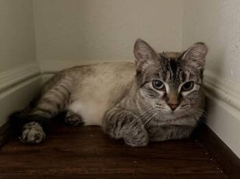 Xena -  Siamese and American Shorthair Cat for Adoption in Houston, Texas - Xena | PetCurious