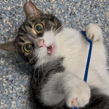 J. Doe -  Domestic Short Hair Cat Available for Adoption in Charleston, South Carolina - J. Doe | PetCurious