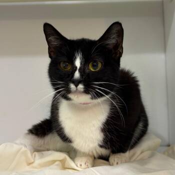 Domestic Short Hair Cats Available for Adoption - Pretzel | PetCurious