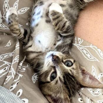Alvin -  Domestic Short Hair Cat for Adoption in Pleasanton, California - Alvin | PetCurious