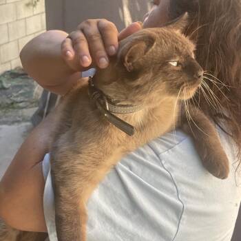 Canalito -  Siamese Cat for Adoption in Long Beach, California - Canalito | PetCurious