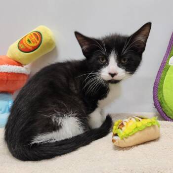 Taco -  Domestic Short Hair Cat for Adoption in Fort Wayne, Indiana - Taco | PetCurious