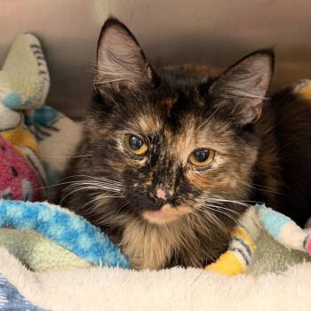 Honey -  Domestic Long Hair Cat for Adoption in Attica, New York - Honey | PetCurious