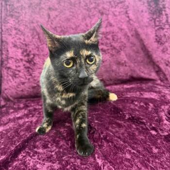 Domestic Short Hair Cats Available for Adoption in Raleigh, North Carolina - Saoirse | PetCurious