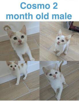 Cosmo -  Domestic Short Hair Cat for Adoption in Mustang, Oklahoma - Cosmo | PetCurious