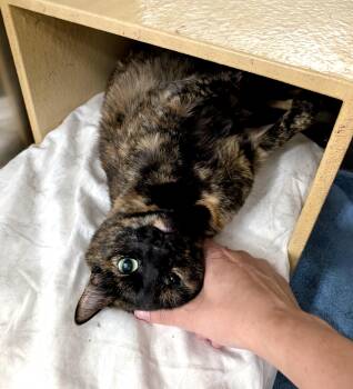 Danielle -  Tortoiseshell Cat for Adoption in San Juan Capistrano, California - Danielle | PetCurious