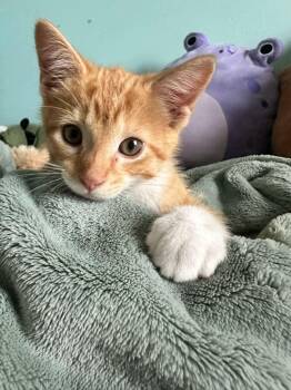 Car -  Domestic Short Hair Cat for Adoption in East Lansing, Michigan - Car | PetCurious