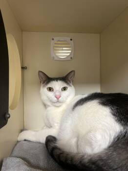Domestic Short Hair Cats Available for Adoption - Spike | PetCurious