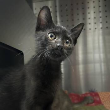 Walter -  Domestic Short Hair Cat for Adoption in Austin, Texas - Walter | PetCurious